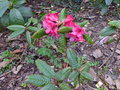 vignette Rhododendron Glischroides autre au 25 03 16