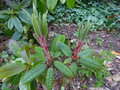vignette Rhododendron Glischroides en pleine pousse au 13 05 16