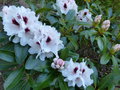 vignette Rhododendron Hachmann's picobello autre vue au 04 05 16
