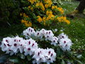 vignette Rhododendron Hachmann's picobello en compagnie au 07 05 16