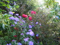 vignette Rhododendron Halfdan Lem accompagn du Rhododendron augustinii Lassonii