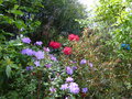 vignette Rhododendron Halfdan Lem accompagn du Rhododendron augustinii Lassonii et du Rhododendron lutescens aux nouvelles pousses cuivres au 11 05 16