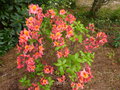 vignette Rhododendron Hebien parfum au 13 04 16