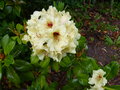 vignette Rhododendron Horizon Lakeside au 09 05 16