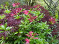 vignette Rhododendron Jolie Madame au 30 04 16