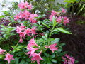 vignette Rhododendron Jolie Madame toujours trs parfum au 14 05 16
