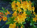 vignette Rhododendron Lingot d'or trs parfum au 04 05 16