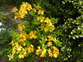 vignette Rhododendron Lingot d'or trs parfum au 03 05 16