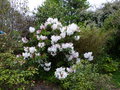 vignette Rhododendron Loderi King Georges aux fleurs normes qui parfume son environnement au 20 04 16