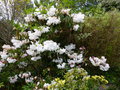 vignette Rhododendron Loderi King Georges immense et trs agrablement parfum au 28 04 16