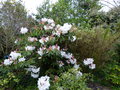 vignette Rhododendron Loderi King Georges aux fleurs normes et parfumes au 16 04 16