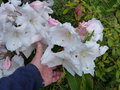 vignette Rhododendron Loderi King Georges aux fleurs normes et parfumes au 13 04 16