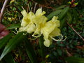 vignette Rhododendron lutescens premires fleurs gros plan au 27 03 16