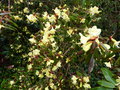 vignette Rhododendron lutescens trs color au 31 03 16