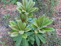 vignette Rhododendron macabeanum souche Arunachal Pradesh nouvelles pousses au 07 05 16
