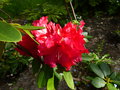 vignette Rhododendron Marketaa's prize au 03 04 16