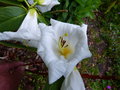 vignette Rhododendron Mi Amor aux trs grandes fleurs parfumes au 08 05 16