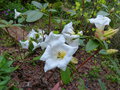 vignette Rhododendron Mi Amor aux trs grandes fleurs parfumes au 14 05 16