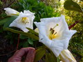 vignette Rhododendron Mi Amor aux trs grandes fleurs parfumes gros plan au 07 05 16