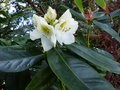 vignette Rhododendron Phyllis Korn au 03 05 16