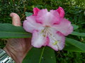 vignette Rhododendron Point Defiance gros fleuron au 12 05 16