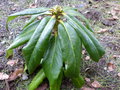 vignette Rhododendron Polytrichum aux grandes feuilles pendantes au 08 04 16