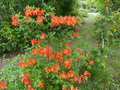 vignette Rhododendron Royal Command bien parfum au 14 05 16