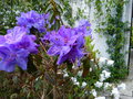 vignette Rhododendron Saint Tudy devant Rhododendron fragantissimum au 03 05 16