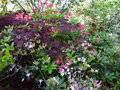 vignette Rhododendrons en compagnie au 02 05 16