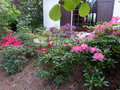 vignette Rhododendrons en compagnie butte nord au 05 05 16