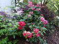 vignette Rhododendrons en compagnie terrasse nord au 10 05 16