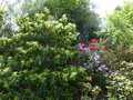 vignette Rhododendrons en fleurs en compagnie du Clethra pringlei au 11 05 16