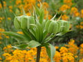 vignette Fritillaria imperialis - Fritillaire impriale, couronne impriale