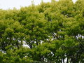vignette Quercus rubra 'Aurea' - Chne rouge d'Amrique dor
