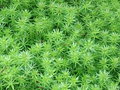 vignette Phuopsis stylosa = Crucianella stylosa - Crucianelle ou Lilas de terre