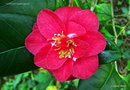vignette Camélia ' LATIFOLIA ' camellia japonica