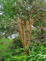 vignette Luma apiculata (Aprs)