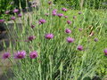 vignette Tragopogon porrifolius - Salsifis cultiv