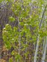 vignette Populus tremuloides , Salicaces , Peuplier faux-tremble