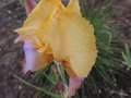 vignette Iris hybride 'Millestone'