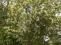 vignette Melaleuca pustulata couverte de belles fleurs parfumées au 22 04 16