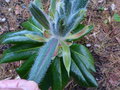 vignette Rhododendron Polytrichum auxetonnantes pousses poilues au 28 05 16