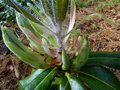 vignette Rhododendron Polytrichum aux magnifiques pousses poilues au 29 05 16