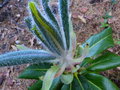 vignette Rhododendron Polytrichum aux magnifiques pousses poilues au 28 05 16