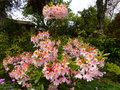 vignette Rhododendron Delicatissimum encore magnifiquement parfum et color au 24 05 16