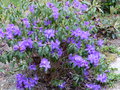 vignette Rhododendron Augustinii Blaney's blue au 08 05 16
