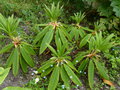 vignette Rhododendron Babylon en pleine pousse au 17 05 16