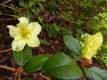 vignette Rhododendron Burmanicum premires fleurs au 15 04 16