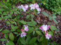 vignette Rhododendron edgeworthii parfum et color au 14 05 16