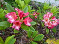 vignette Rhododendron Fire Rim au 12 05 16